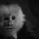 Image for article titled Netflix just dropped a David Lynch short starring a talking monkey named Jack